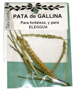 Hierba pata de gallina